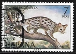 Stamps Spain -  Fauna hispanica - Gineta