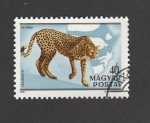 Stamps Hungary -  Guepardo