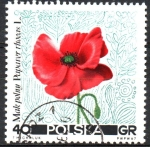 Stamps Poland -  FLORES  DE  PASTURA
