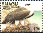 Stamps : Asia : Malaysia :  AVES  DE  PRESA.  ÁGUILA  MARINA  DE  VIENTRE  BLANCO.