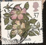 Stamps United Kingdom -  Rosa Mutabilis