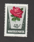 Stamps Hungary -  Rosa híbtida