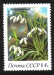 Sellos de Europa - Rusia -  Flores de primavera. Campanillas de invierno (Galanthus nivalis)