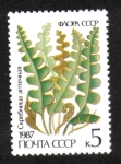 Stamps Russia -  Helechos Ceterach officinarum