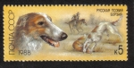 Stamps Russia -  Perros de caza. Borzoi (Canis lupus familiaris)