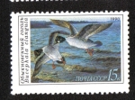 Stamps Russia -  Patos, Goldeneye común (Bucephala clangula)