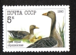 Sellos de Europa - Rusia -  Aves de Corral, Ganso de ganso silvestre (Anser anser)
