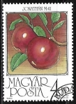 Stamps : Europe : Hungary :  Frutas - Manzanas