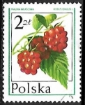 Stamps Poland -  Frutas -  frambuesa