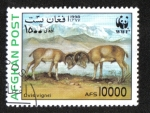 Stamps Afghanistan -  Fondo Mundial para la Naturaleza (Ovejas salvajes)
