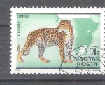 Stamps : Europe : Hungary :  leopardo RESERVADO