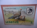 Stamps : Africa : Lesotho :  Paloma de Roca - Columba Guinea Leeba-King:Moshoeshoe II (1938/96) -  - 