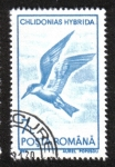 Stamps Romania -  Aves Acuáticas 1991