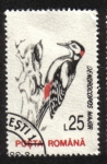 Sellos de Europa - Rumania -  Aves 1993-1996