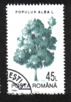 Stamps Romania -  Árboles, Álamo Blanco (Populus alba)