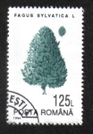 Sellos de Europa - Rumania -  Árboles, Haya Común (Fagus sylvatica)