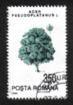 Stamps Romania -  Árboles,Gran Arce (Acer pseudoplatanus) 