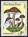 Stamps Burkina Faso -  Setas - Trachypus scaber