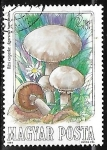 Stamps Hungary -  Setas - Agaricus campester