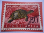Sellos de Europa - Yugoslavia -  Emys Orbicularis- Tortuga de Estanque