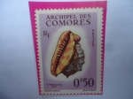 Stamps Comoros -  Cypraecassis rufa - Archipel des Comores-(Comores,Comoraso, o camoras-Archipiélago en África orienta