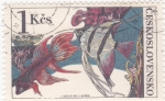Stamps Czechoslovakia -  PECES TROPICALES 