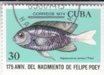 Stamps Cuba -  175 aniv.del nacimiento de felipe poey