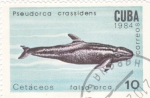 Sellos de America - Cuba -  falsa orca 