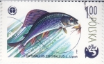 Stamps Poland -  pesca thymallus- PZW