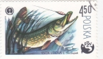 Stamps Poland -  pesca del lucio- PZW