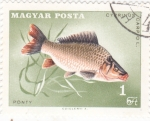 Stamps : Europe : Hungary :  PEZ-cyprinus carpio