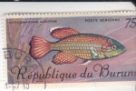 Stamps : Asia : Burundi :  pez nothobranchius guentheri