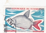 Stamps Chad -  PEZ citharinus latus 
