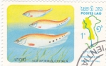 Stamps Laos -  PEZ -notopierus chitala