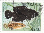 Stamps Nicaragua -  PEZ-cynalebias nigropinnis
