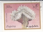 Sellos de Asia - Emiratos �rabes Unidos -  mussa angulosa