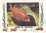 Stamps United Arab Emirates -  peces tropicales