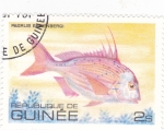 Stamps Guinea -  PEZ- pagrus ehrenbergi