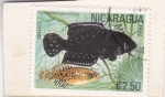 Sellos de America - Nicaragua -  PEZ-cynalebias nigropinnis