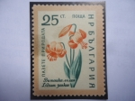 Stamps : Europe : Bulgaria :  Carniolan Lily (Lilium Junkae) - Serie: Concervación de la Naturaleza - Flores.