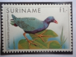 Stamps : America : Suriname :  Gallinule Púrpura Americano - Sello Postal, pájaro.