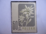 Stamps Poland -  Edelweiss - Flores Protegidas