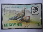 Sellos del Mundo : Africa : Lesotho : Rock Piheon (Columba Guinea Leeba)ó Paloma de Roca-- Serie: Aves.