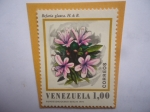 Sellos de America - Venezuela -  Especie: Befaria Glauca. H y B - Serie:Flora de Venezuela.