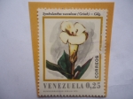 Stamps Venezuela -  Especie: Symbolanthus Vasculosus (Griseb) - Gilg.