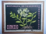 Stamps Venezuela -  Orquódeas - Epidendrum Difforme Jacq. 
