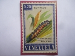 Sellos de America - Venezuela -  Cogollero del Maiz - Laphygna frugiperda - (Ataca el Cultivo del Maiz)