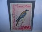 Sellos de America - Venezuela -  Gavilán Primito (Falco sparverius)