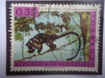 Sellos de America - Venezuela -  La Viudita (Callicebus torquatus) - Fauna de Venezuela.