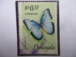 Stamps Venezuela -  Morpho peleides Kool - Serie: Mariposas.